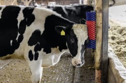 Lifestyle: KERBL Kratzbürste Betty XL 320 x 500 x 110 mm für Bullen, Kälber, Rinder, Pferde, Ponys, Schafe, Ziegen