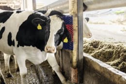 Lifestyle: KERBL Kratzbürste Betty XL 320 x 500 x 110 mm für Bullen, Kälber, Rinder, Pferde, Ponys, Schafe, Ziegen