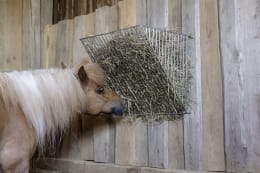 Lifestyle: KERBL Heuraufe 67,5 x 41 x 45,5 cm, Wandmontage, für Ponys, Schweine, Ziegen, Schafe, Alpakas