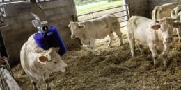 Lifestyle: DeLaval Kuhbürste SBB