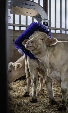 Lifestyle: DeLaval Kuhbürste SBB