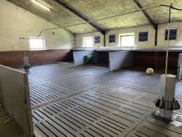 Lifestyle: DOMINO Tierwaage Pig Sort für Schweine