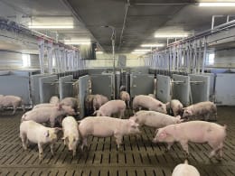 Lifestyle: DOMINO Tierwaage Pig Sort für Schweine