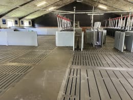 Lifestyle: DOMINO Tierwaage Pig Sort für Schweine