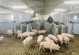 Lifestyle: DOMINO Tierwaage Pig Sort für Schweine