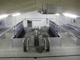 Lifestyle: DOMINO Tierwaage Pig Sort für Schweine