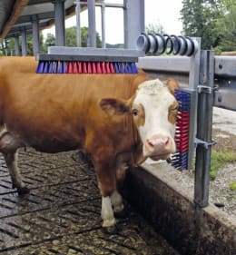 Lifestyle: KERBL Kratzbürste EuroFarm Lotte Bürsten 500 x 100 mm, für Rinder