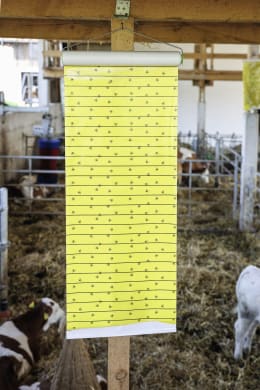 Lifestyle: Gelbe Fliegenrolle mit gefangenen Fliegen hängt in einem Stall mit Kühen im Hintergrund