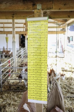 Lifestyle: Gelbe Fliegenrolle hängt in einem Stall zur Insektenbekämpfung