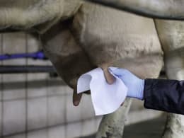 Lifestyle: Hand mit Handschuh reinigt Kuheuter mit Euterpapier im Melkstand