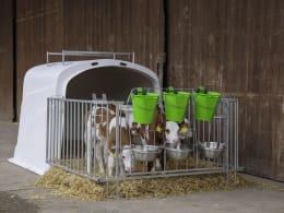 Lifestyle: KERBL Kälberiglu Premium Duo für 3 Kälber bis 150 kg