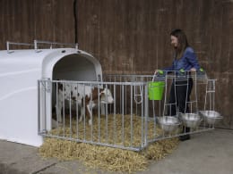 Lifestyle: KERBL Kälberiglu Premium Duo für 3 Kälber bis 150 kg