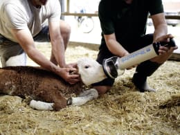 Lifestyle: Rheintechnik Beatmungspumpe HK für Kälber