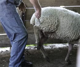 Lifestyle: KAMER Schäferstab 95 cm mit Beinfang, einem festen und einem beweglichen Griff, für das Einfangen von Schafen