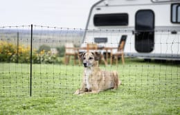 Lifestyle: Hund sitzt hinter aufgestelltem Begrenzungszaun auf Wiese vor Wohnmobil