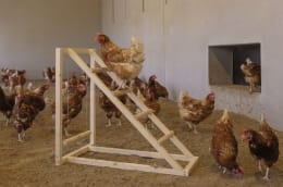 Lifestyle: KERBL Kletterturm für Hühner 85 x 55 x 76 cm