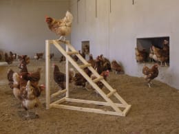 Lifestyle: KERBL Kletterturm für Hühner 85 x 55 x 76 cm