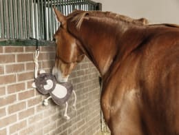 Lifestyle: Pferd spielt mit Plüschspielzeug in Form eines Bären im Stall