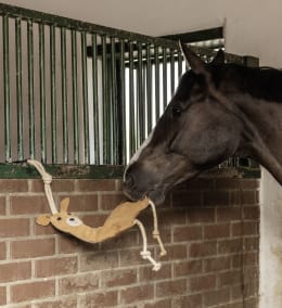 Lifestyle: Pferd spielt mit Tierspielzeug aus Leder an der Stallwand