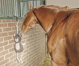 Lifestyle: Pferd spielt mit Plüschspielzeug in Form eines Bären im Stall