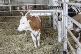 Lifestyle: KERBL Kratzbürste Texas Bürsten 500 x 100 mm, für Bullen, Kälber, Rinder, Pferde, Ponys, Schafe, Ziegen