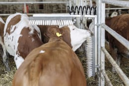 Lifestyle: KERBL Kratzbürste Texas Bürsten 500 x 100 mm, für Bullen, Kälber, Rinder, Pferde, Ponys, Schafe, Ziegen