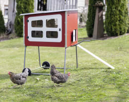 Lifestyle: KERBL Hühnerstall MobileCoop Holz mit erhöhtem Aufbau und Rollen, 113 x 92 x 138 cm