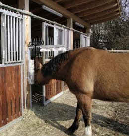 Lifestyle: KERBL Kratzbürste Texas Bürsten 500 x 100 mm, für Bullen, Kälber, Rinder, Pferde, Ponys, Schafe, Ziegen