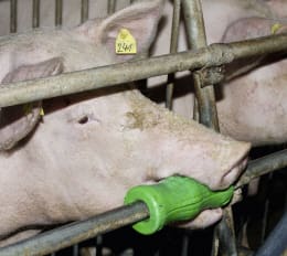 Lifestyle: KERBL Beißzylinder für Schweine