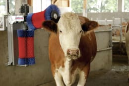Lifestyle: HappyCow Kuhputzmaschine Happycow Duo Borstenbesatz PA (Polyamid)
