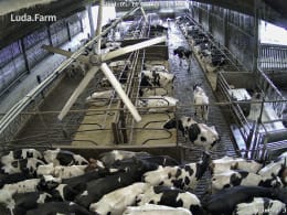 Lifestyle: LUDA.FARM IP-Kamera FarmCam Flex 5MP für die Überwachung von Ställen und Hofbereichen