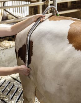 Lifestyle: Schlagfessel Easy Release in Anwendung am Pferd im Stall