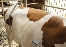 Lifestyle: KERBL Schlagfessel Easy Release am Rücken einer Kuh im Stall angebracht