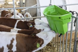 Lifestyle: Kälber trinken aus grüner Kälbertränkewanne Multi Feeder mit mehreren Saugern im Stall