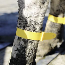 Lifestyle: Gelbes Fesselband an Pferdebein angelegt