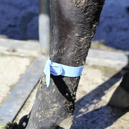 Lifestyle: Blaues Fesselband an Pferdefuß angelegt
