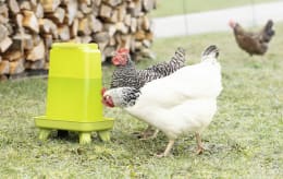 Produktbild: KERBL Geflügeltränke mit Standfüßen, grün