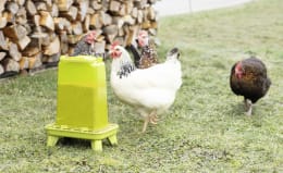 Produktbild: Futterautomat für Geflügel mit Standfüßen und Tragegriff