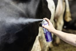 Produktbild: cit® Insektenspray Parasitos 500 ml für die Bekämpfung aller beißenden, stechenden Insekten und Parasiten
