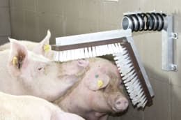 Lifestyle: KERBL Ersatzbürste 430 x 100 mm für Schweine-Kratzbürste, 1 St.