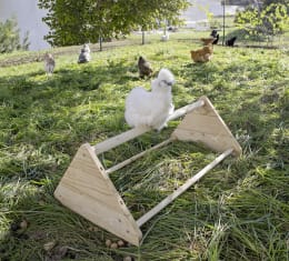 Lifestyle: Hühner und Küken im Freilauf mit Holz-Sitzstange auf Wiese