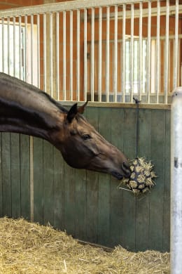 Lifestyle: Pferd frisst Heu aus hängendem Futterball im Stall
