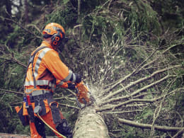 Produktbild: Husqvarna Benzin-Kettensäge 564 XP Fuel Inject im Einsatz beim Holzschneiden