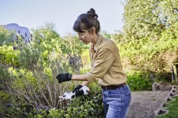 Lifestyle: Frau schneidet mit STIHL Akku-Astschere ASA 20 Lavendel im Garten