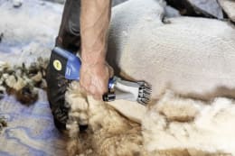 Lifestyle: AESCULAP® Akku-Schermaschine Econom NOVA CL für Schafe, Rinder