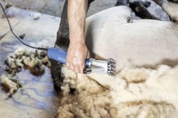 Lifestyle: AESCULAP® Schafschermaschine Econom NOVA