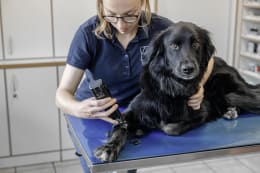 Lifestyle: AESCULAP® Akku-Schermaschine Favorita CLi, rot, schwarz, für Kleintiere, GT234-SR
