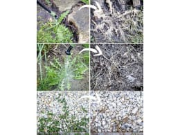 ART_AdditionalAssets
