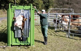 Lifestyle: Patura Klauenpflegestand A5000 für die Behandlung und Untersuchung von Weiderindern