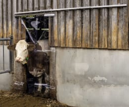 Lifestyle: KERBL Befestigung für seitenverschiebbaren Streifenvorhang